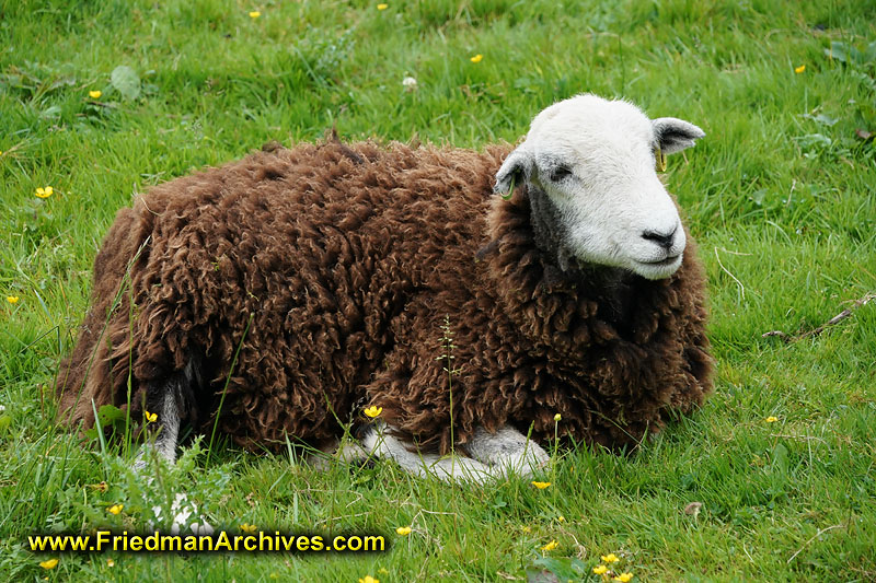 sheep,brown,grazing,grass,radioactive,nuclear,